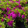 Purple Splendor Azalea 1 gallon shrub