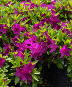 Purple Splendor Azalea 1 gallon shrub