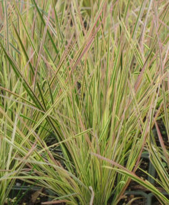 Deschampsia Northern Lights Ornamental Hair Grass