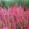 Imperata cylindrica Red Baron Japanese Red Blood Grass Ornamental