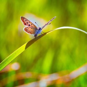 Butterfly-attracting Perennials